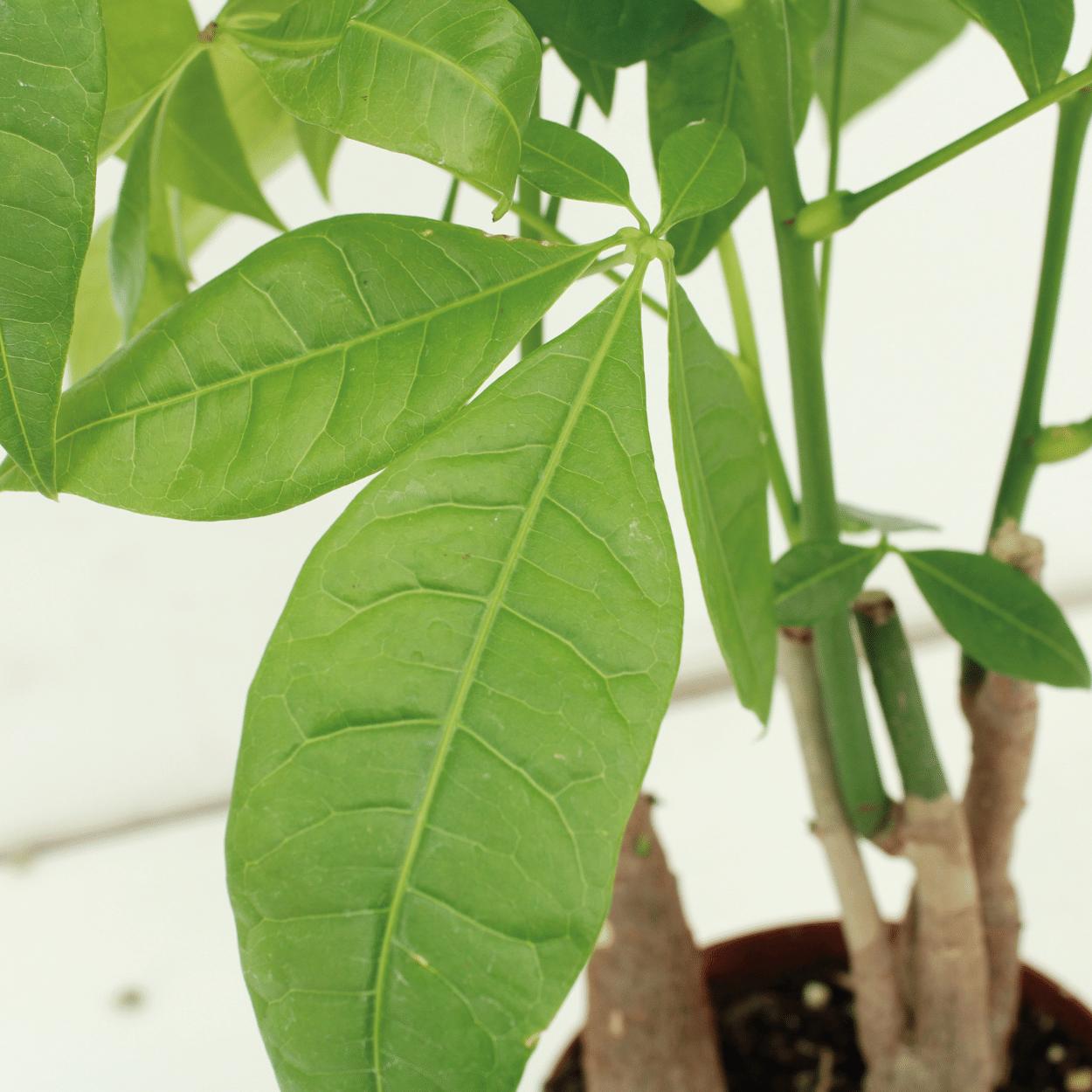 2x Pachira Aquatica (Geldboom)