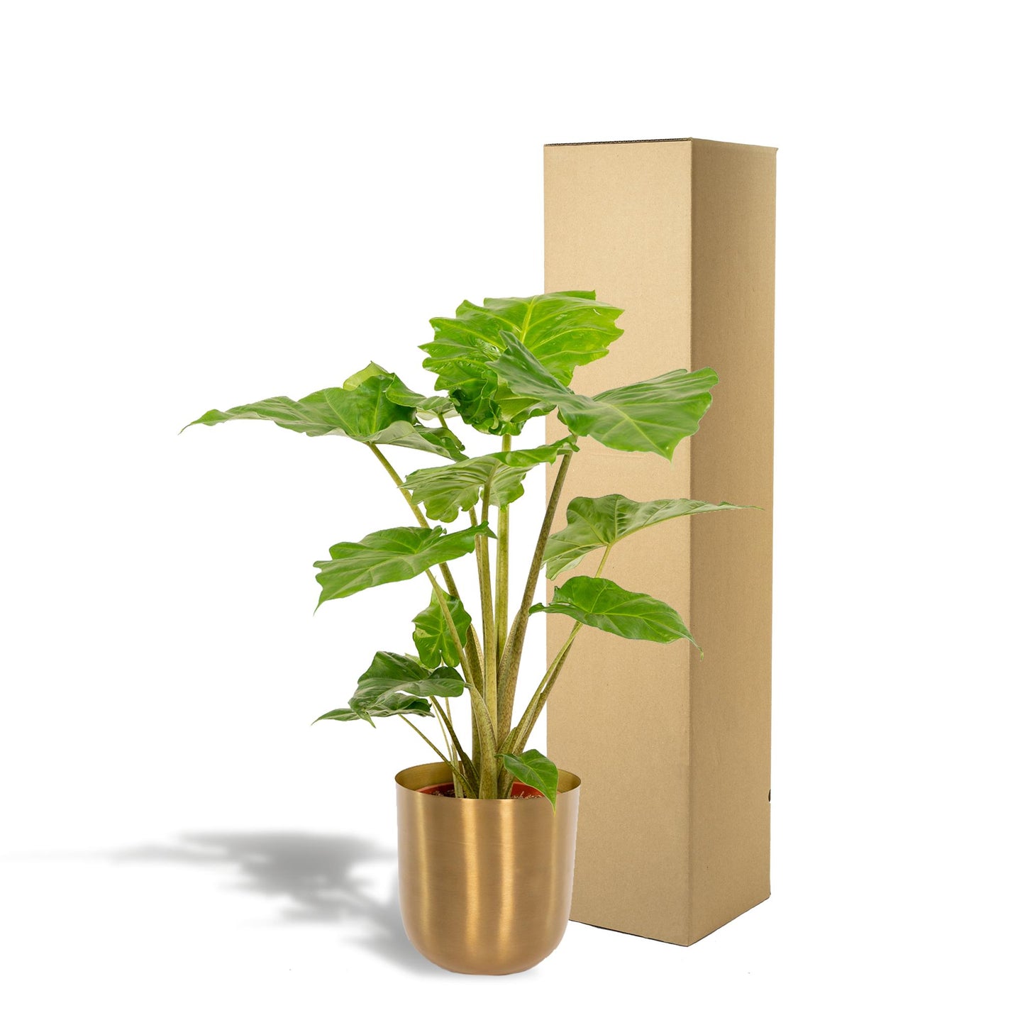 Alocasia Portodora + Pot Mayk