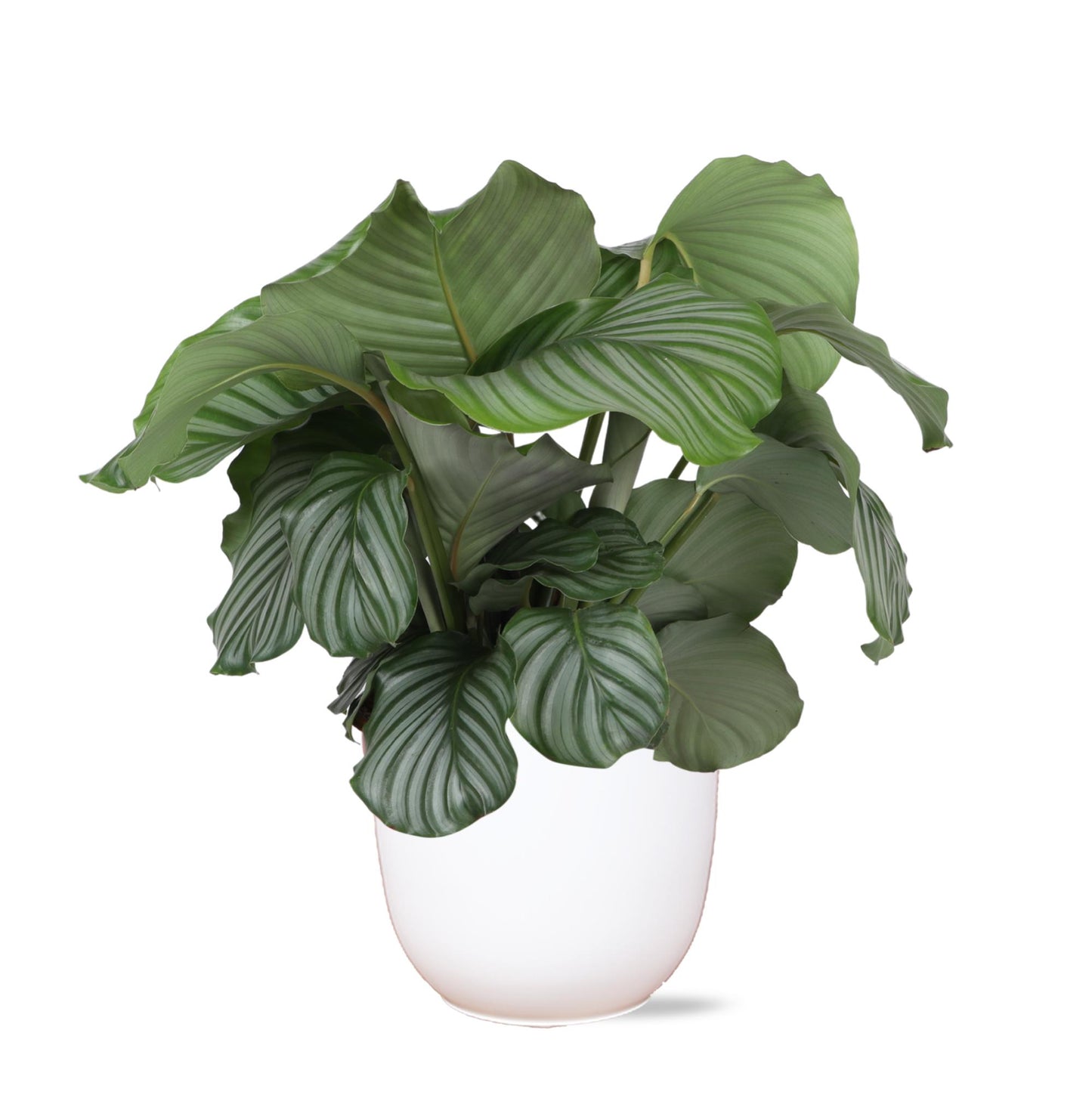 Calathea Orbifolia + BOULE pot