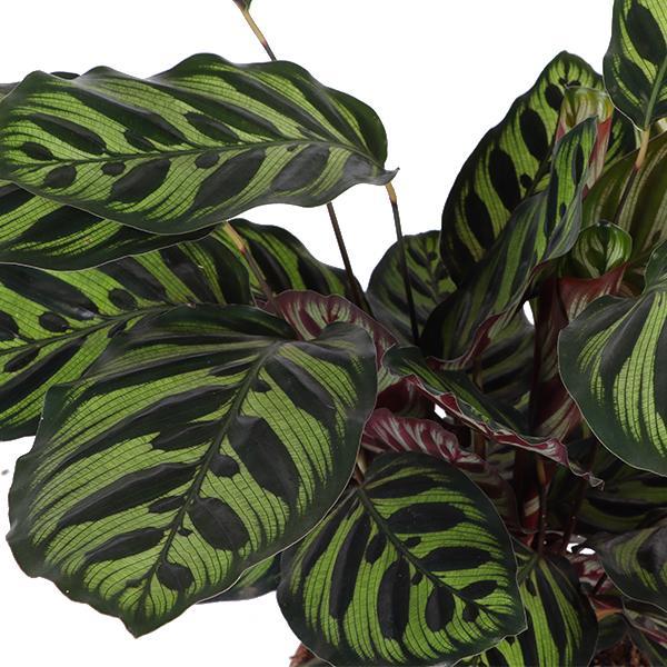 Calathea Makoyana + elho Vibes pot