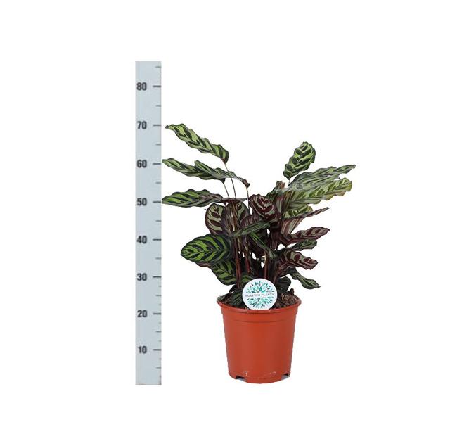Calathea Makoyana + elho Vibes pot
