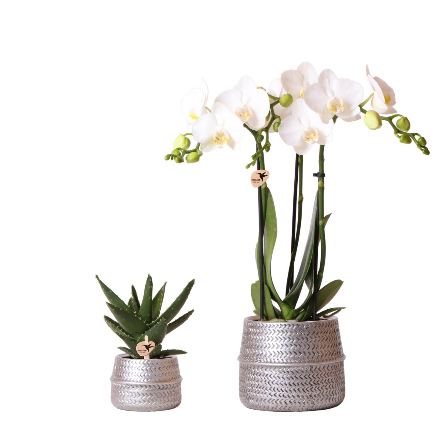 Kolibri Company - Ensemble de plantes Groove argenté | Ensemble composé d'une orchidée Phalaenopsis Amabilis blanche Ø 9 cm et d'une succulente Aloe Brevifolia verte Ø 6 cm | Pots décoratifs en céramique argentés inclus