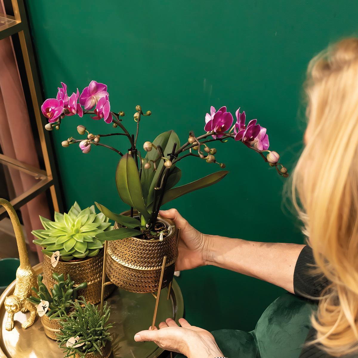 Paarse phalaenopsis orchidee - Morelia + Groove sierpot goud - potmaat Ø9cm - 35cm hoog