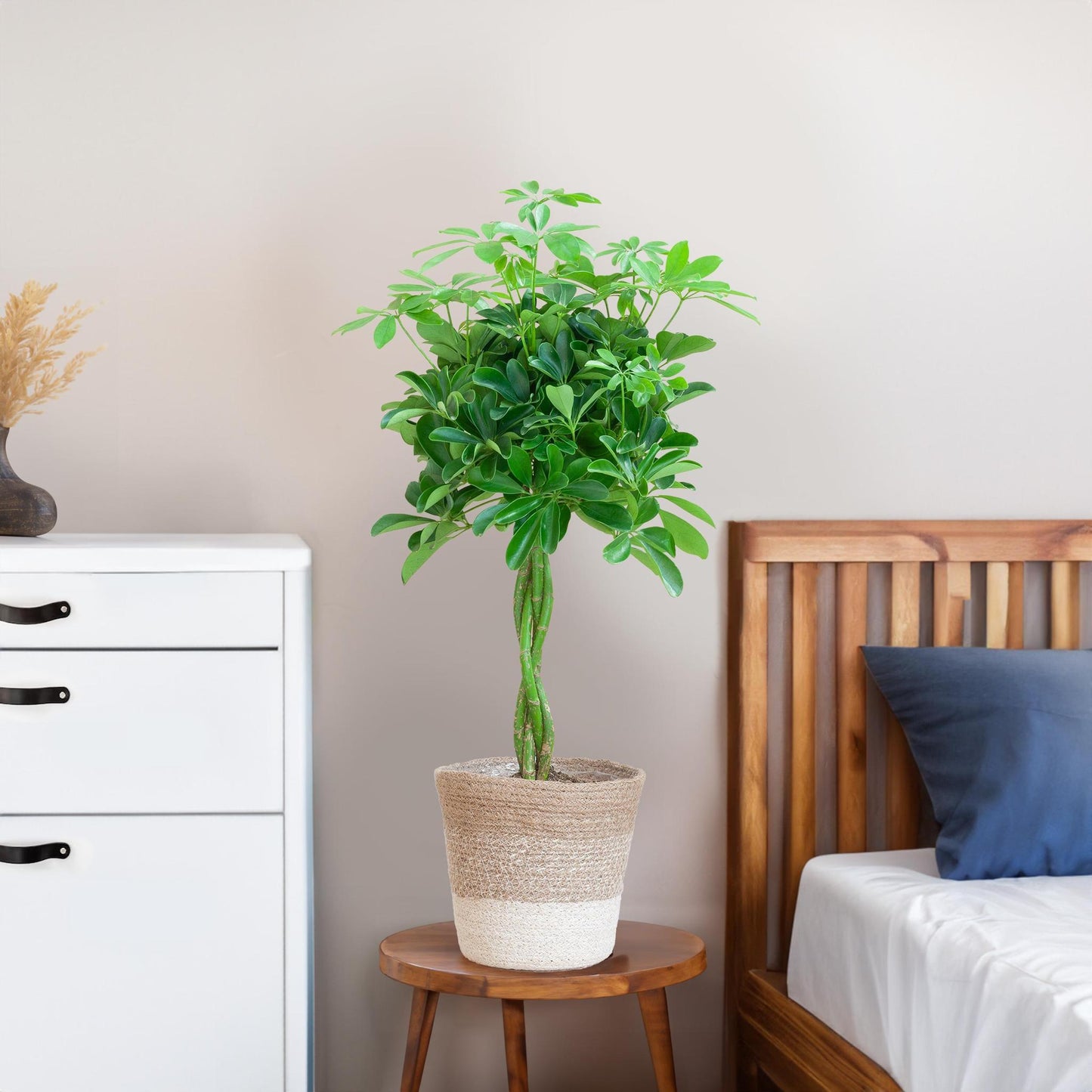 Schefflera Arab Nora met Mand Lissabon wit  - 80cm - Ø19