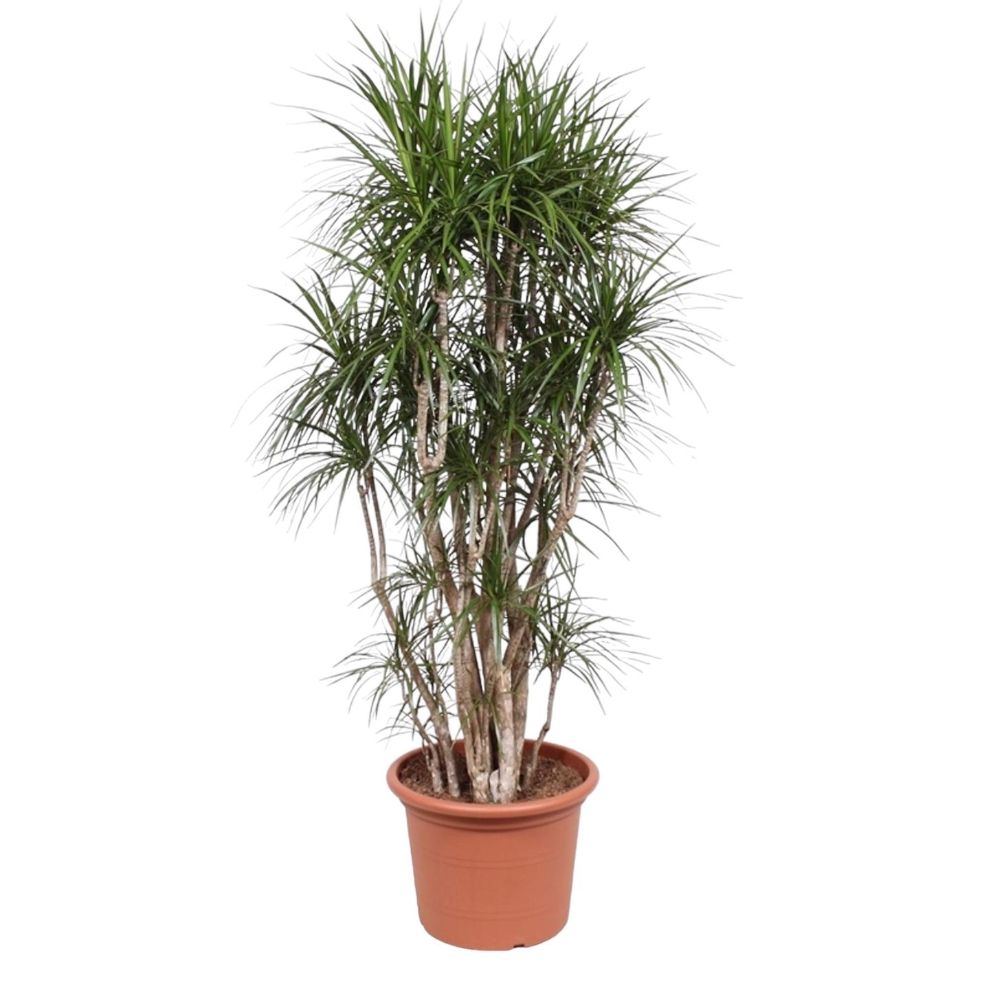 Dracaena Marginata (vertakt)