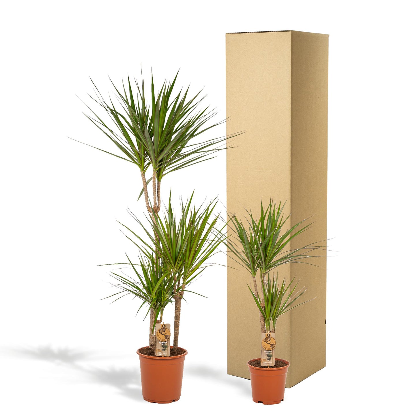Combi deal: Dracaena (120cm) + Dracaena (70cm)