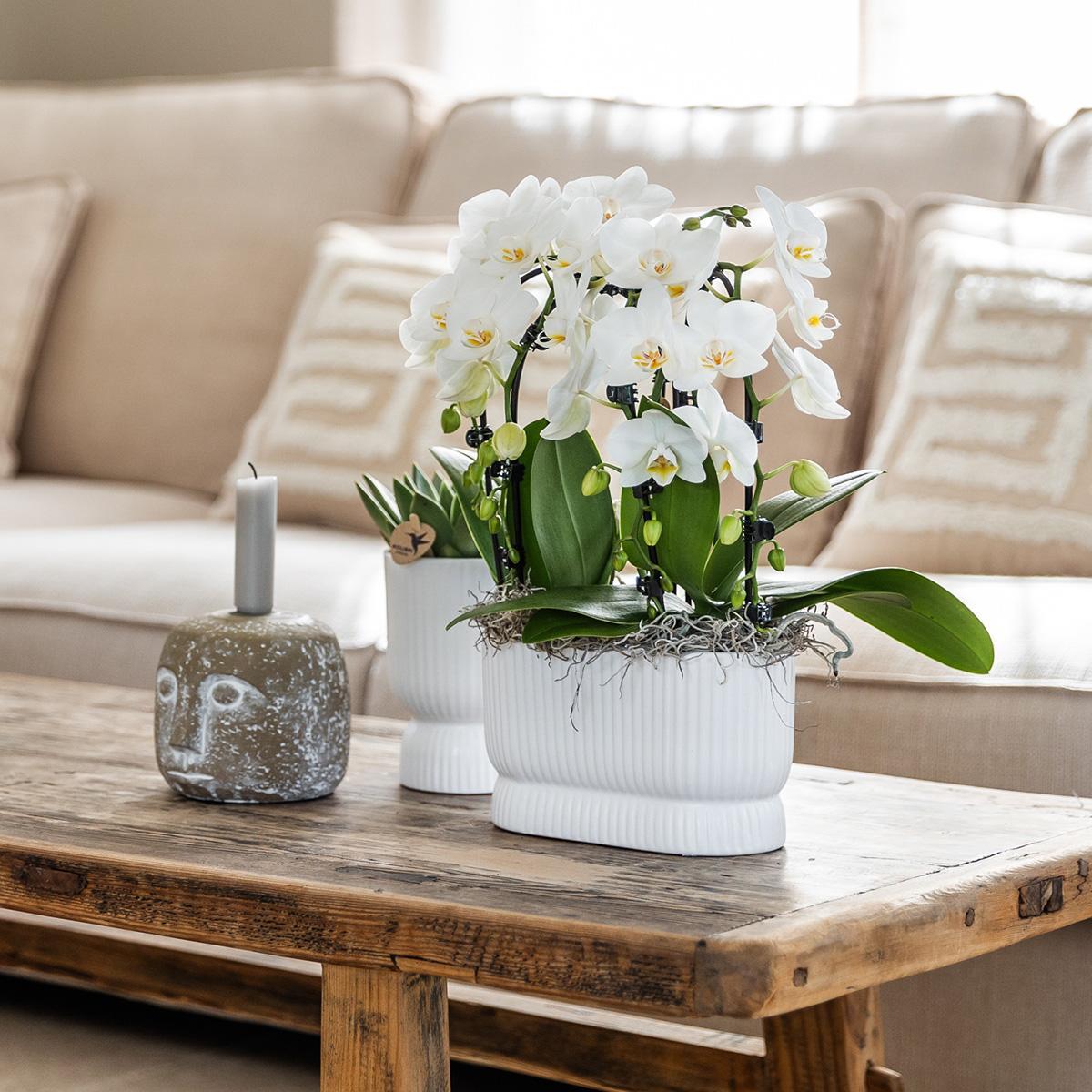Hummingbird Home | Pot Diabolo blanc - Ø6cm