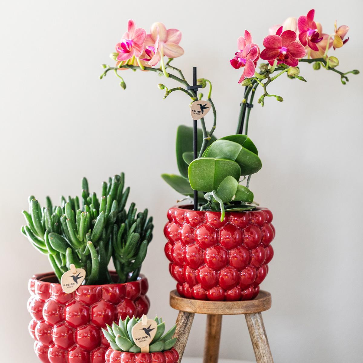 rode Phalaenopsis orchidee – Congo + Berry sierpot – potmaat Ø9cm – 40cm hoog