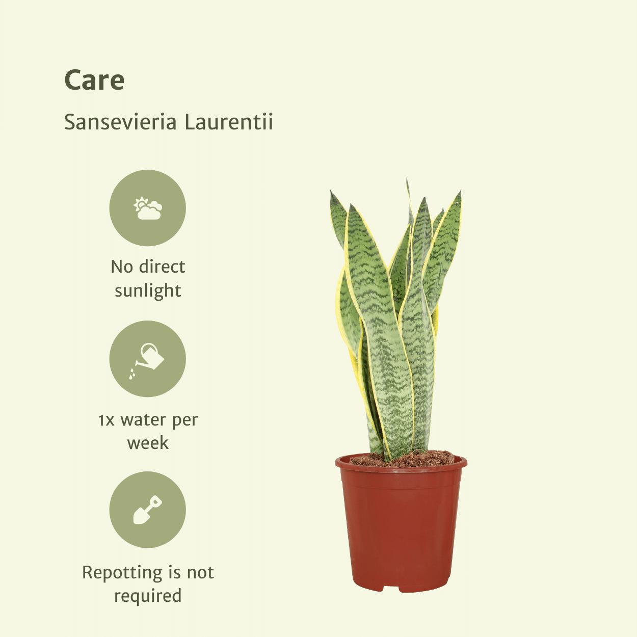 2x Sansevieria Laurentii (Vrouwentong)