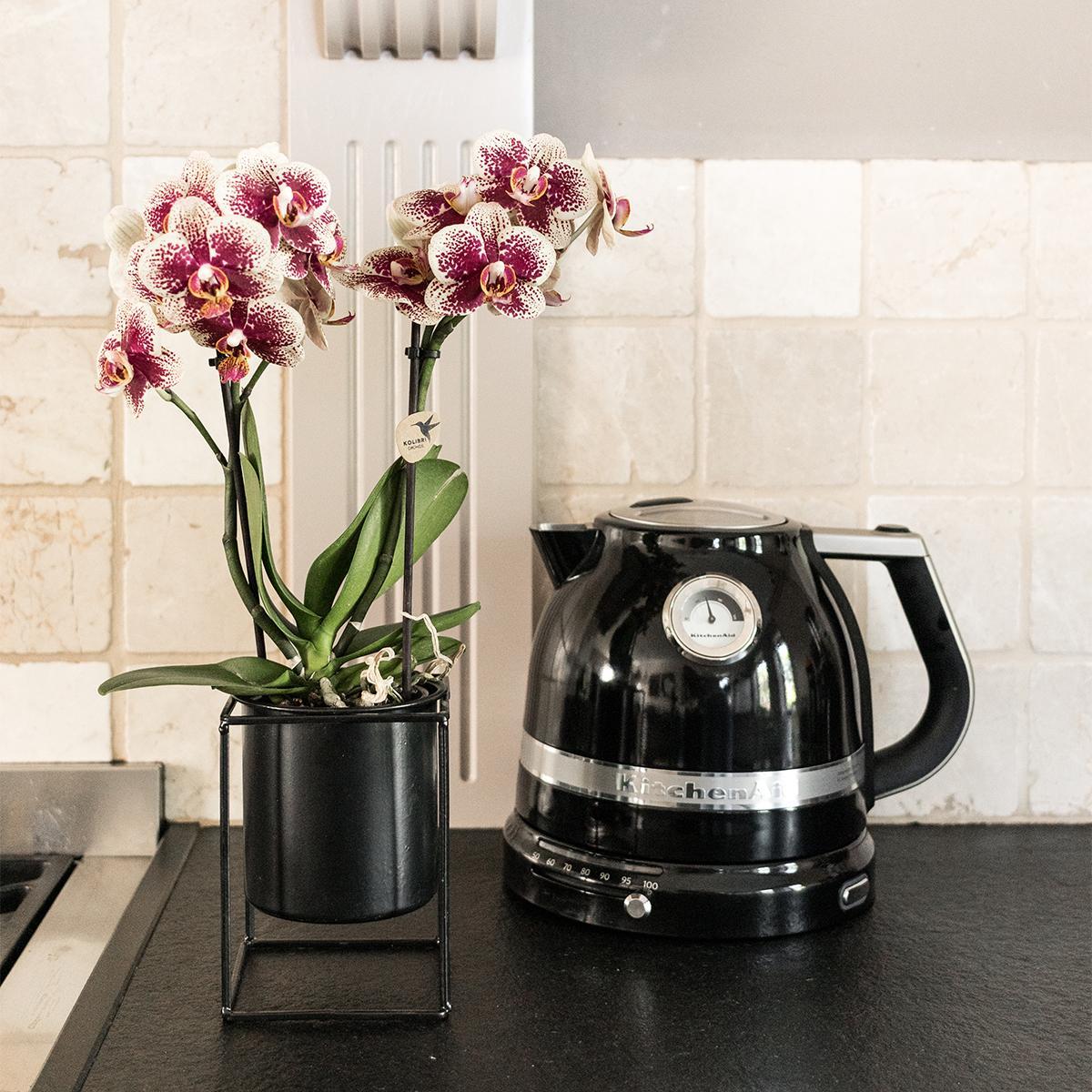 COMBI DEAL van 2 Orchideeën