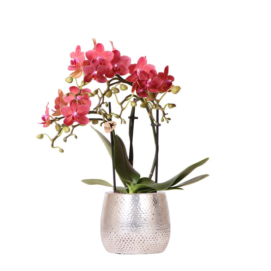 rode Phalaenopsis orchidee – Congo + Elite pot silver – potmaat Ø9cm – 40cm hoog