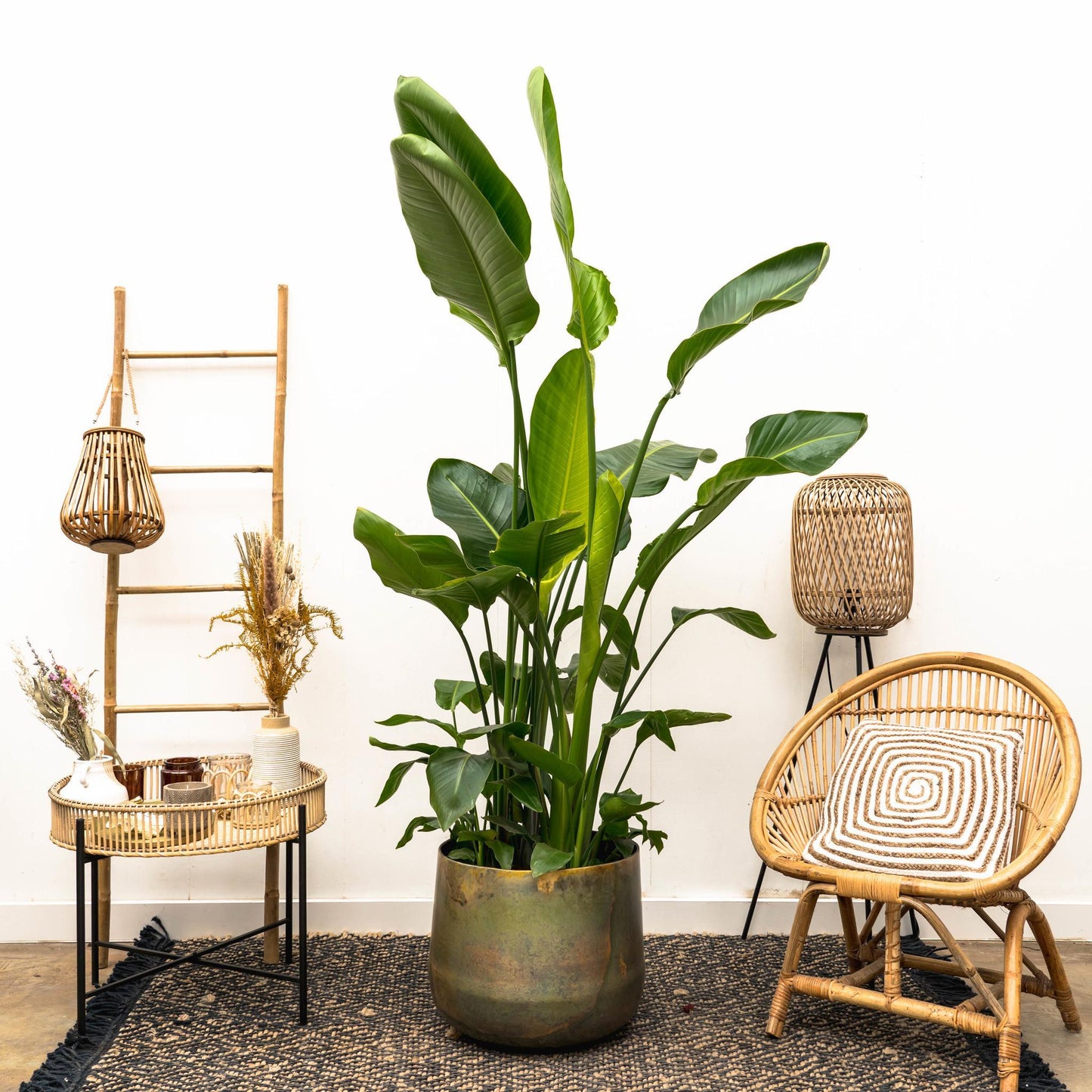 Strelitzia Nicolai XL