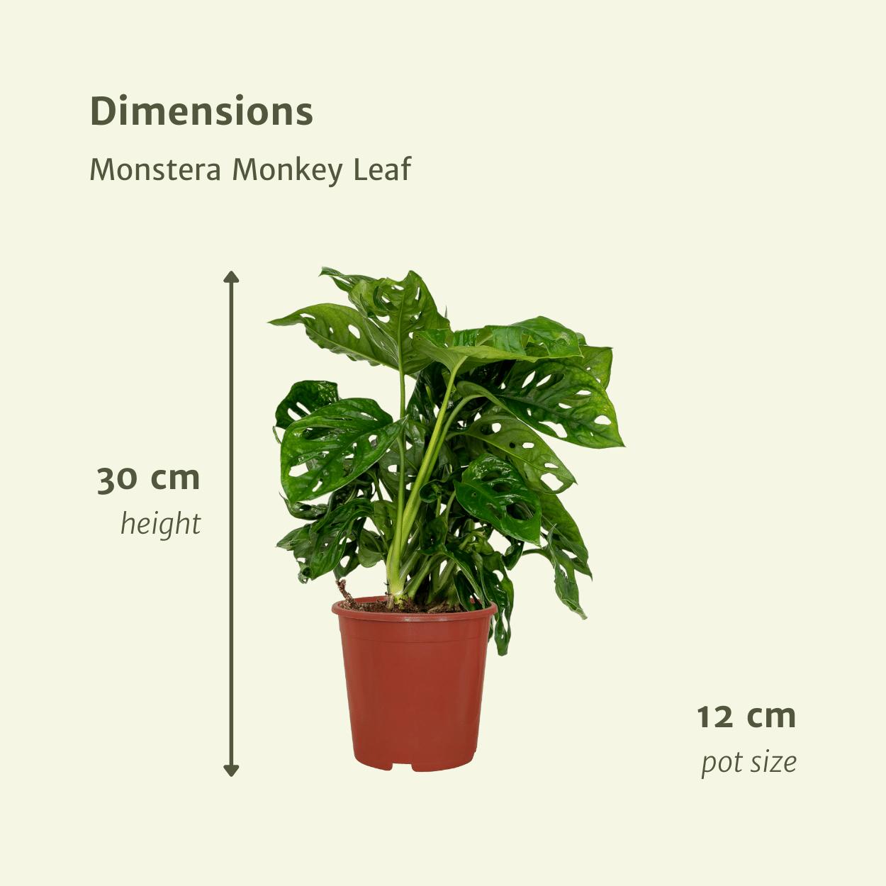 2x Monstera Monkey Leaf  (Gatenplant)
