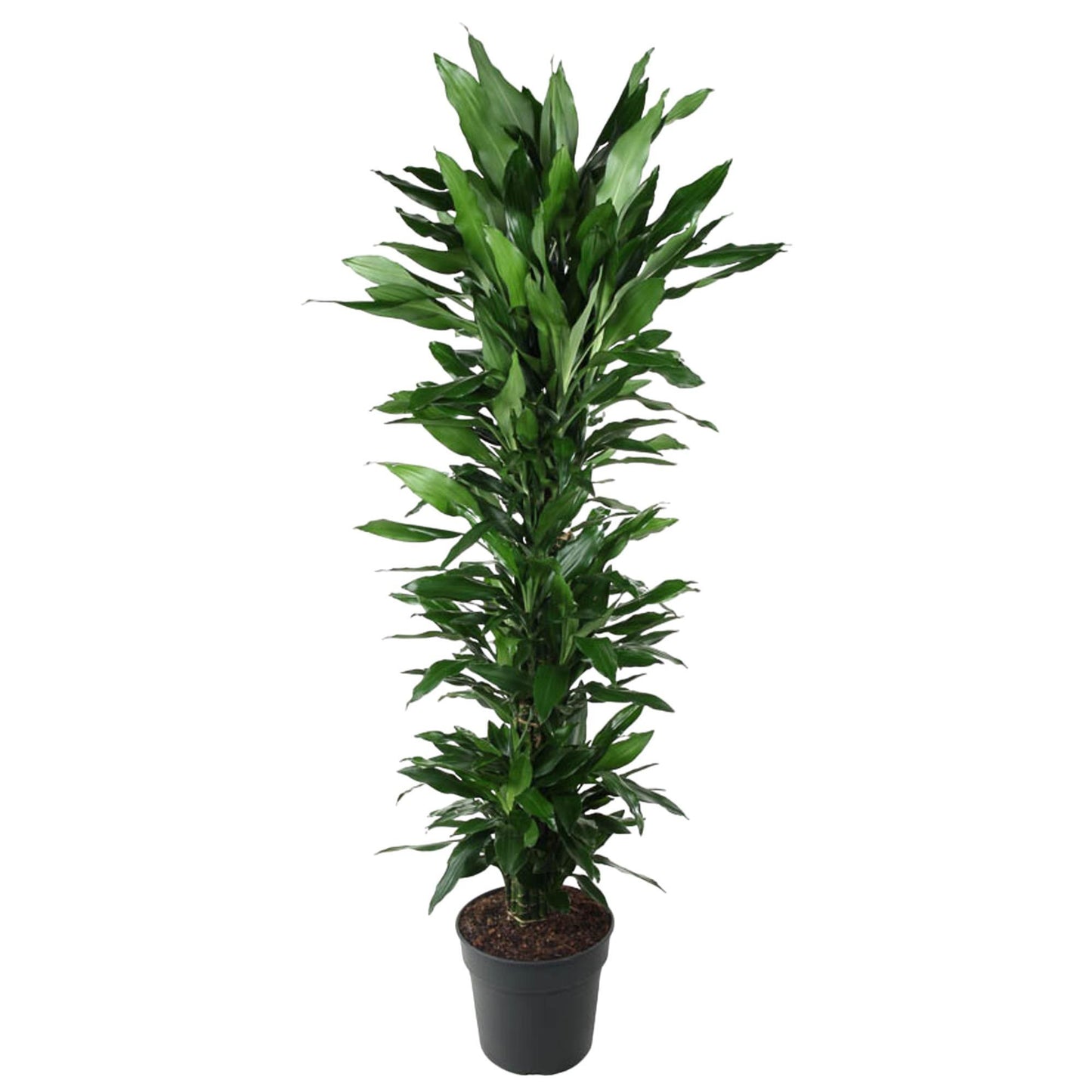 Dracaena Janet Lind (vertakt)