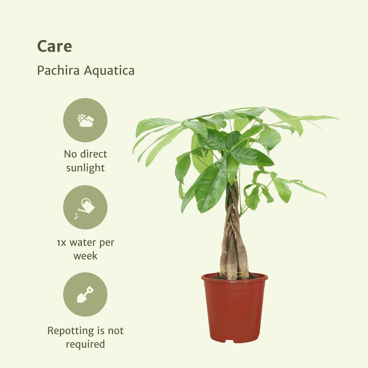 2x Pachira Aquatica (Geldboom)