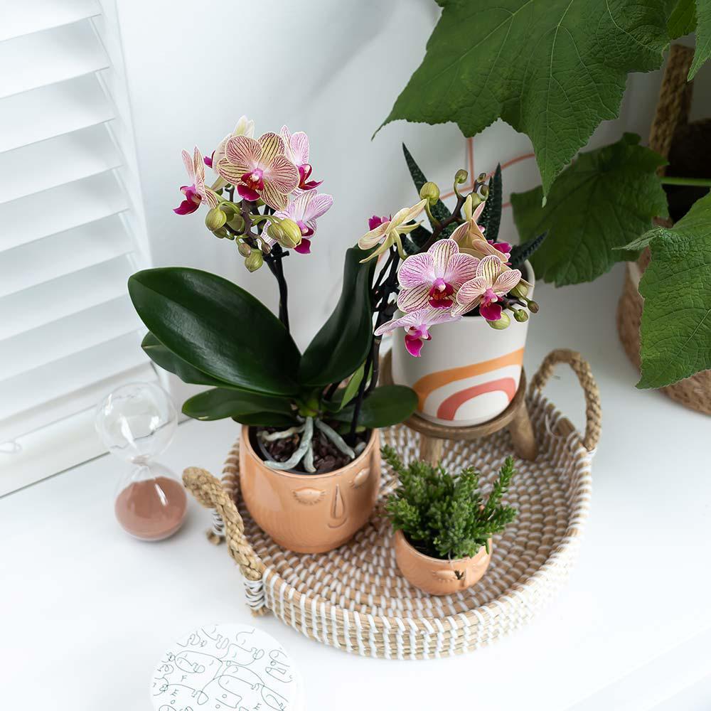 Hummingbird Home | Bol décoratif - Plateau tressé blanc Ø30cm