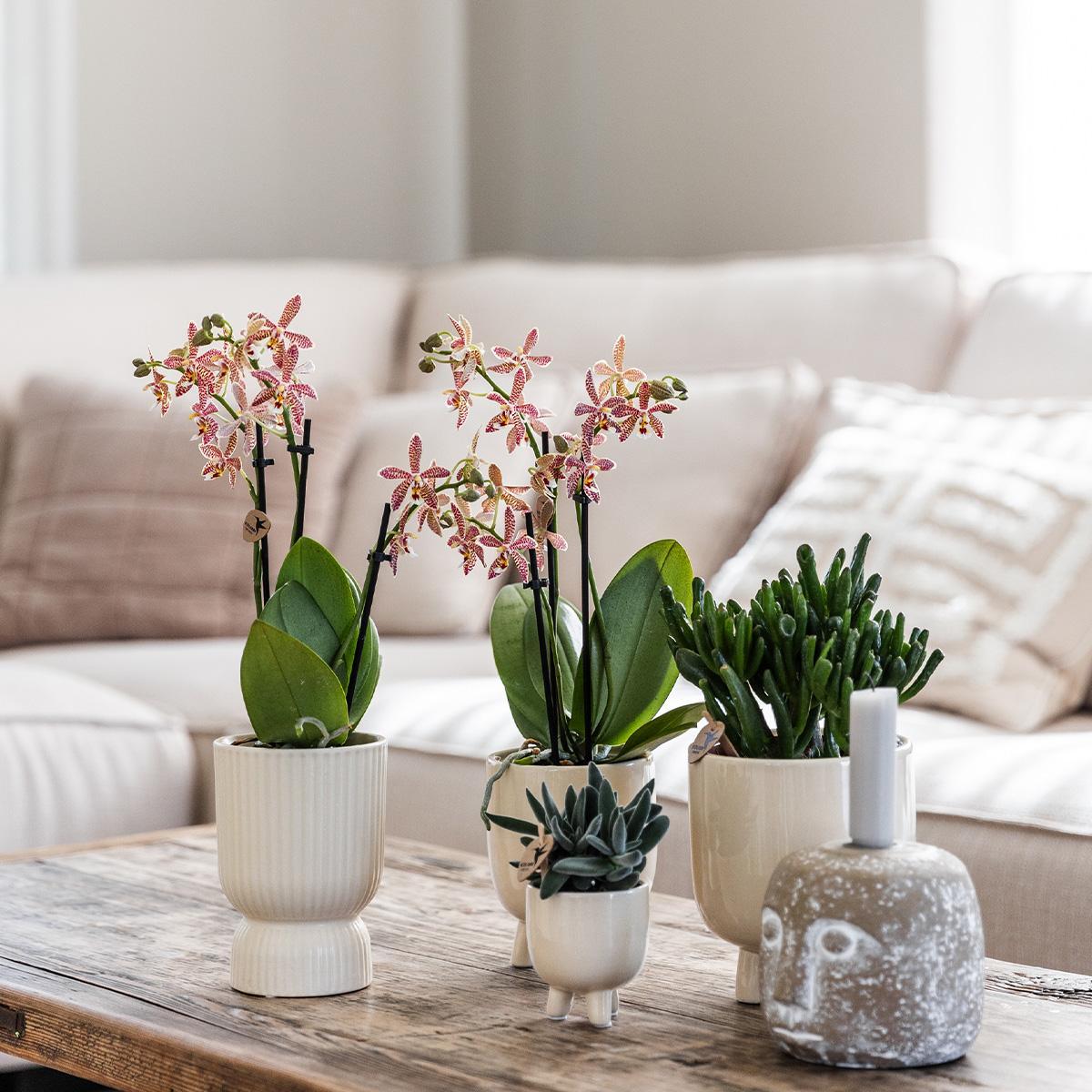 rode Phalaenopsis orchidee - Congo + Diabolo travertine - potmaat Ø9cm