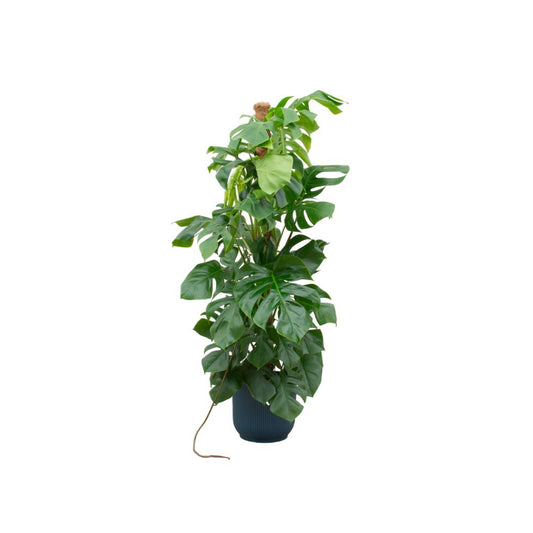 Monstera Pertusum XL + elho Vibes Fold Round