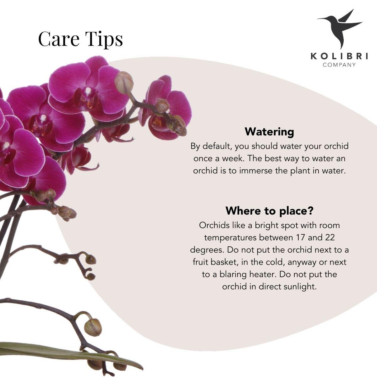 Orchidées Kolibri | Orchidée phalaenopsis violette – Morelia Classy Green – pot de Ø 9 cm | plante d'intérieur fleurie – fraîchement sortie du producteur