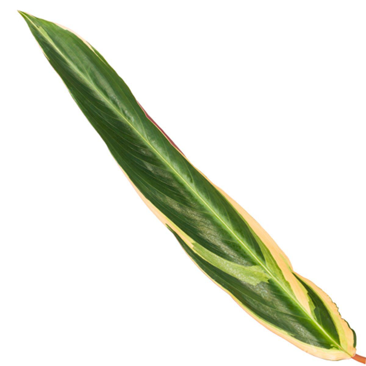 Calathea Triostar (Stromanthe)