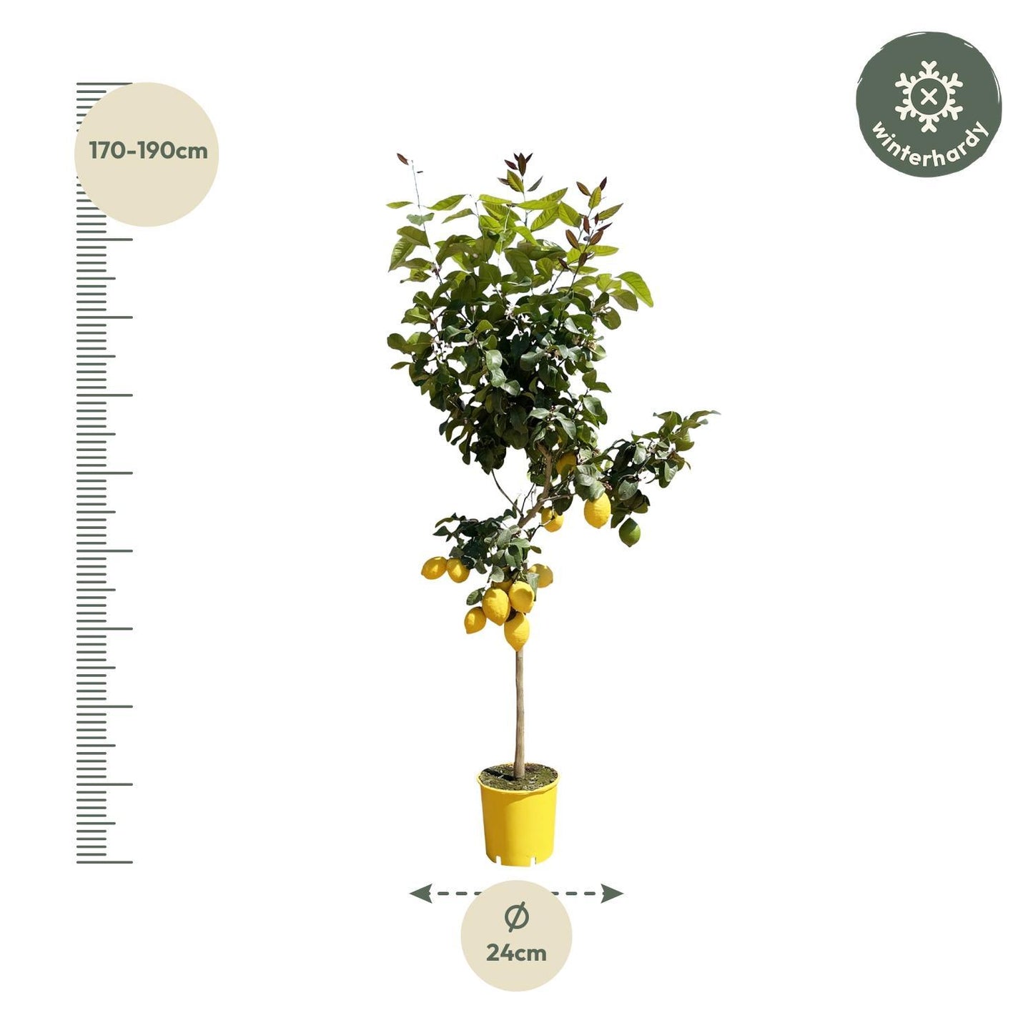 Citrus Lemon (Citroenboom)
