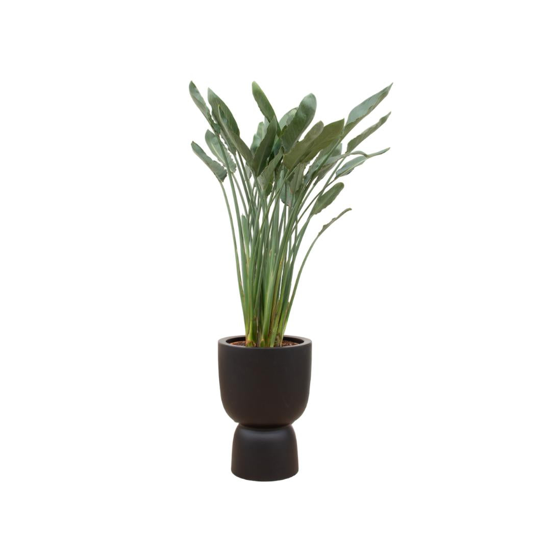Strelitzia Reginae + elho Pure Coupe