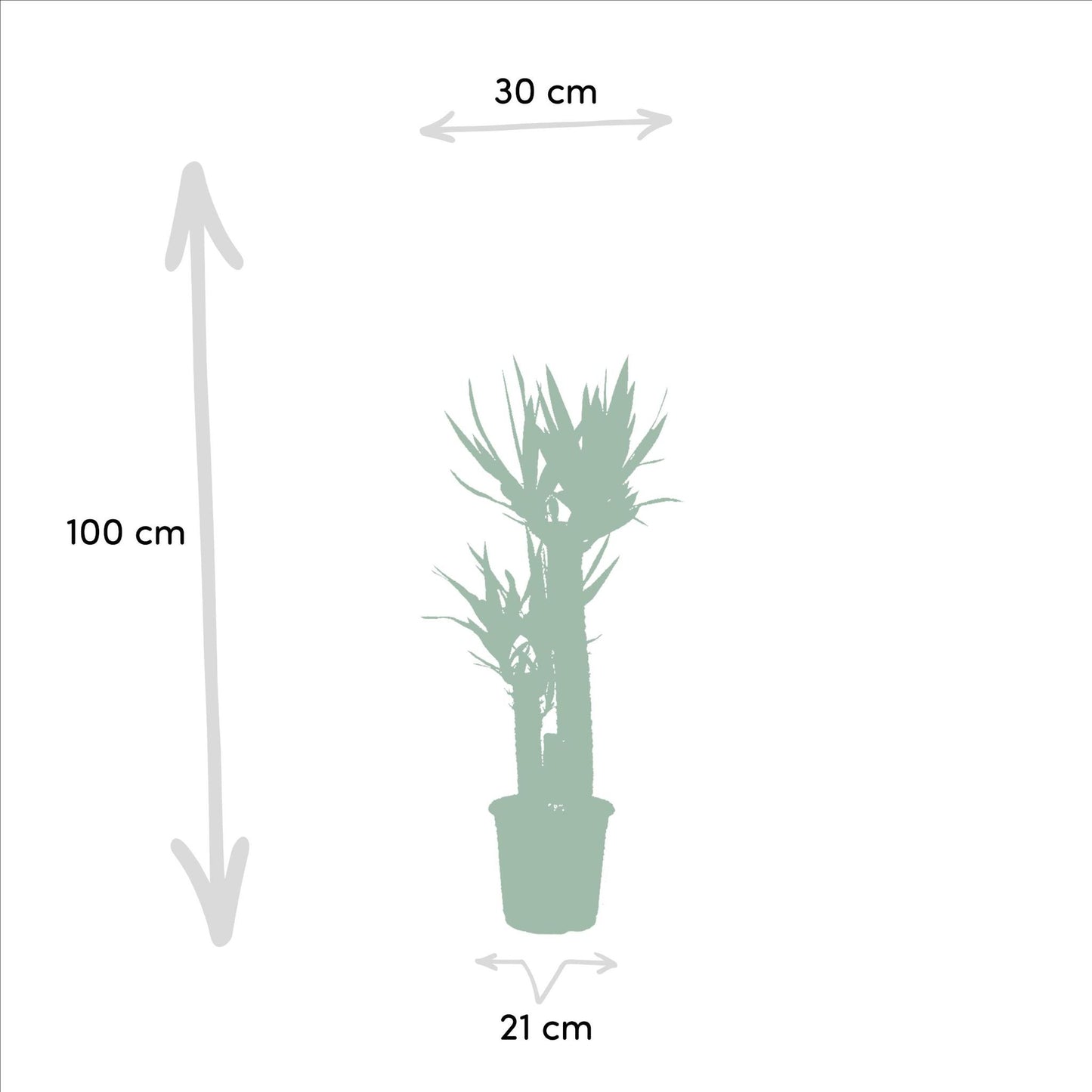 Combi deal: Dracaena (120 cm) + Yucca (100 cm)