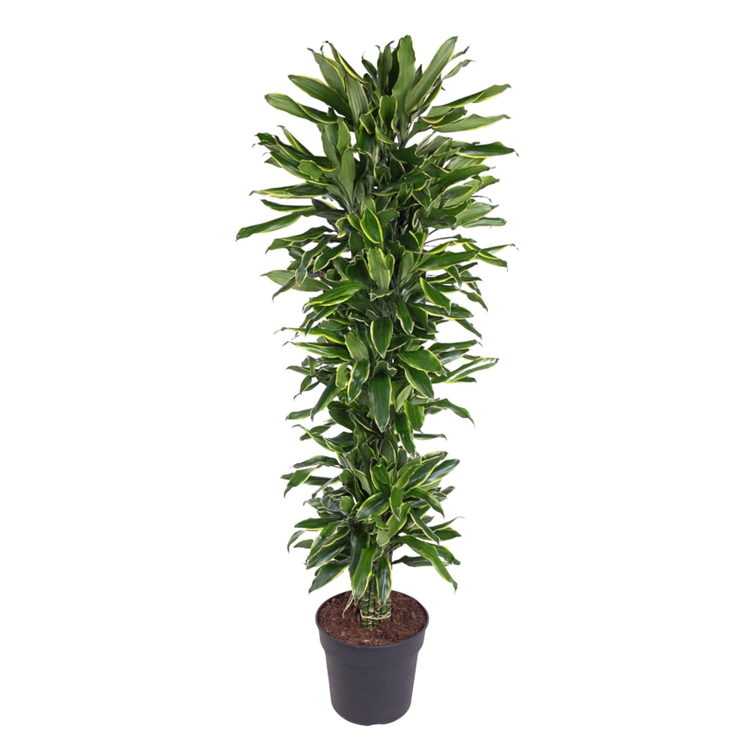 Dracaena Golden Coast (vertakt)