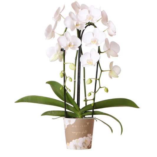 Witte Phalaenopsis orchidee - Niagara Fall  - potmaat Ø12cm