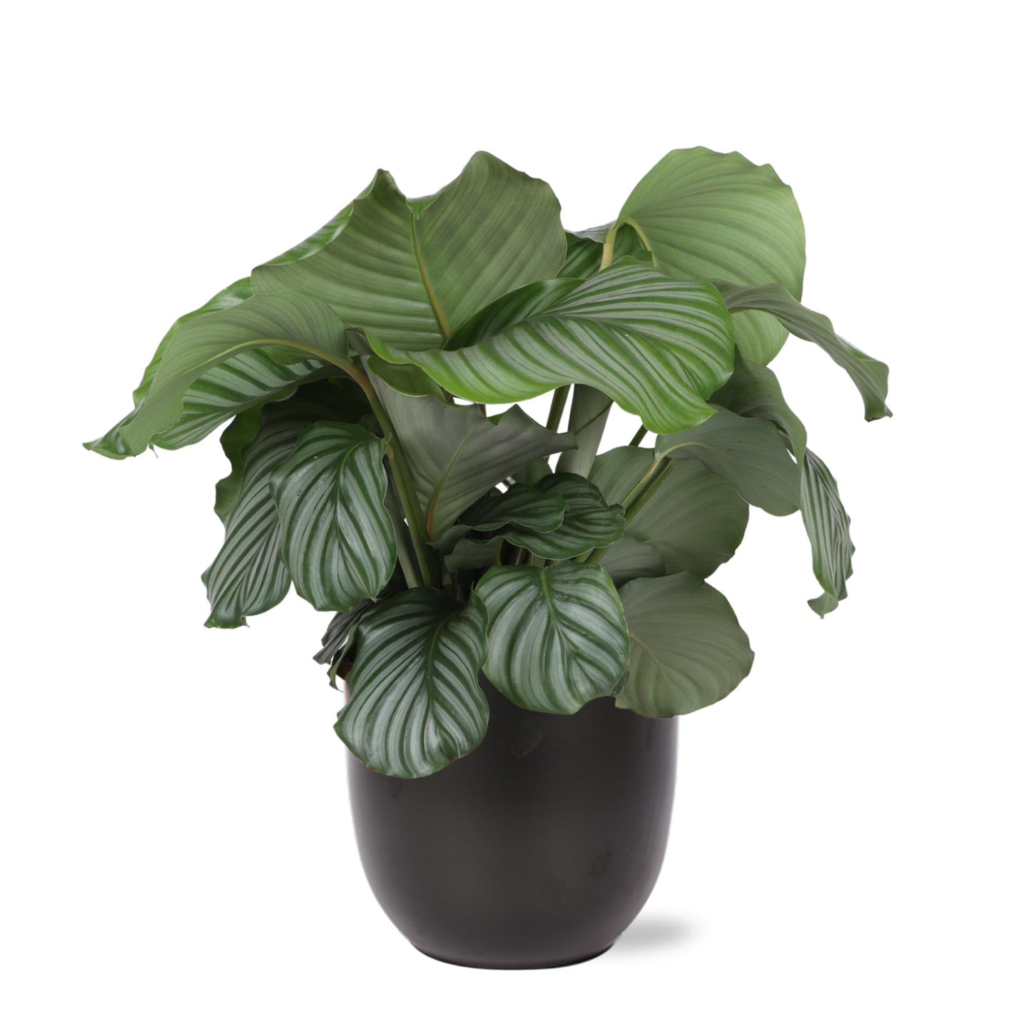 Calathea Orbifolia + BOULE pot