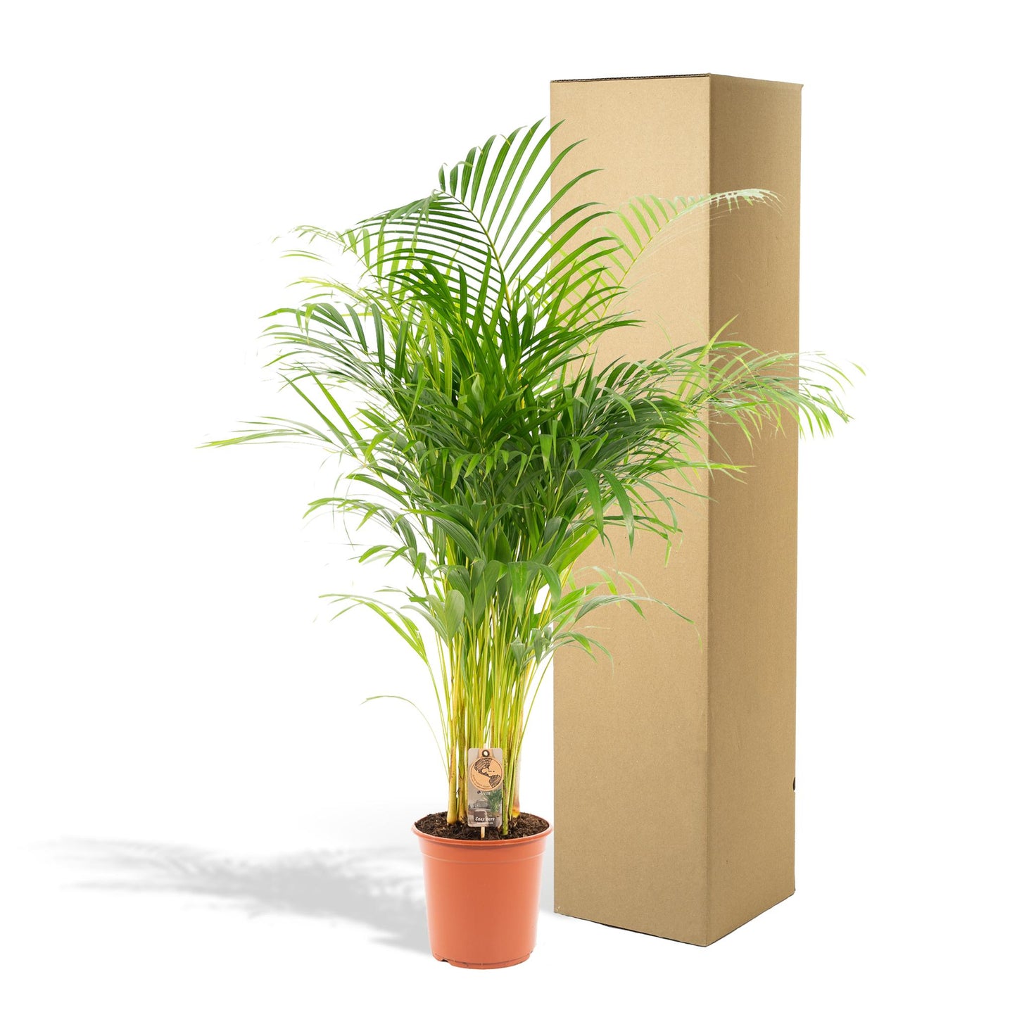 Areca palm (Dypsis Lutescens)