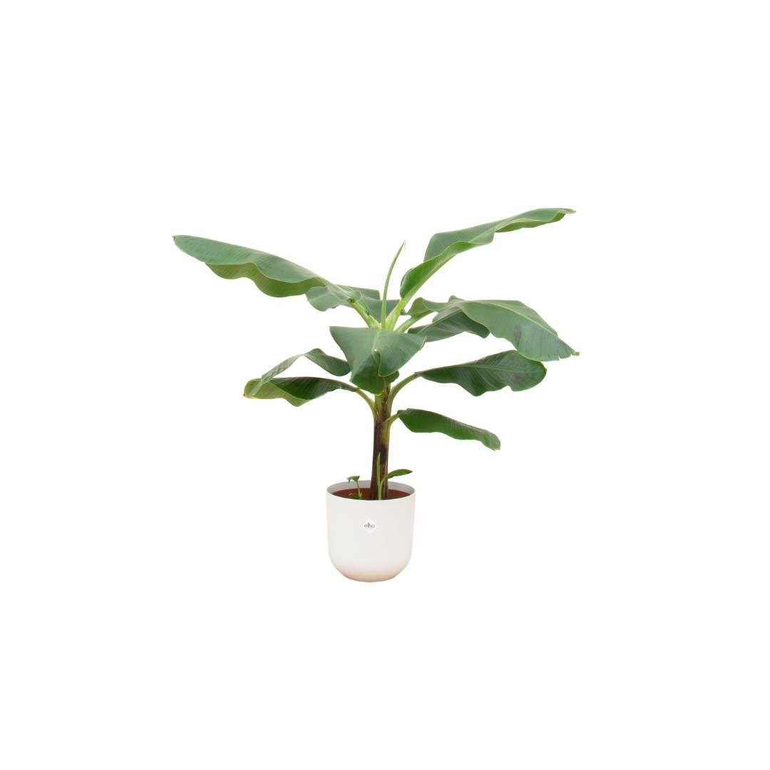 Bananenplant (Musa) + elho Jazz Round