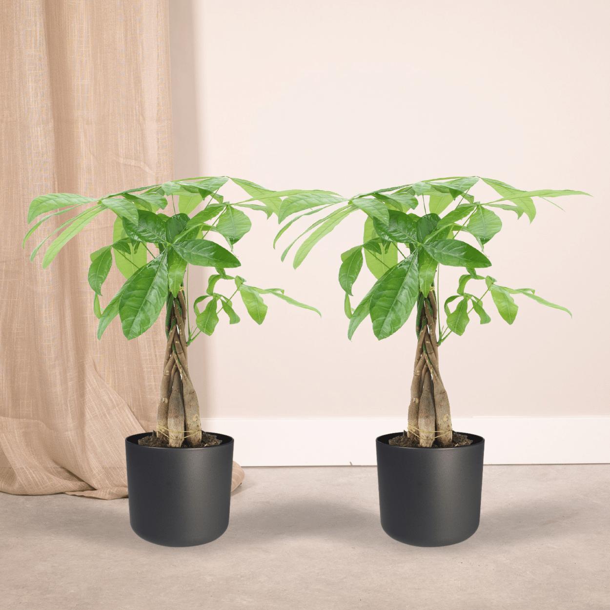 2x Pachira Aquatica (Geldboom)