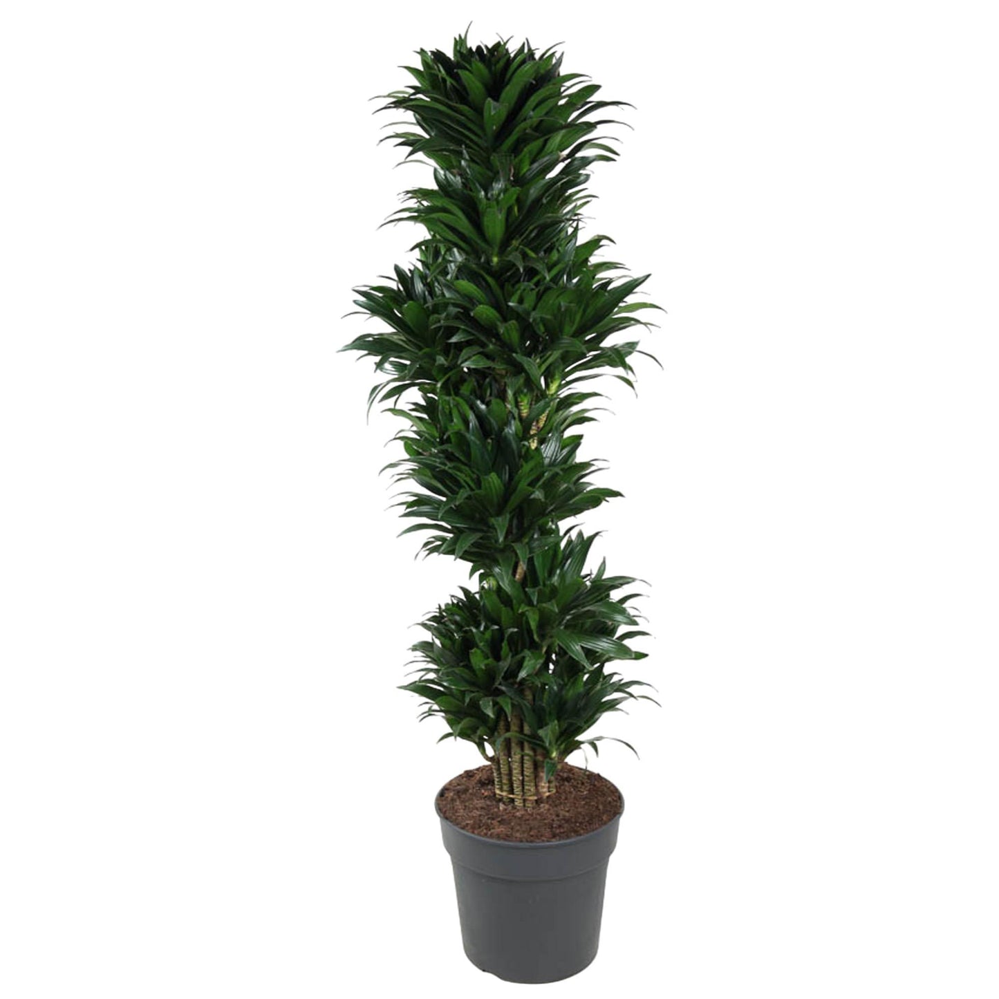 Dracaena Compacta (vertakt)