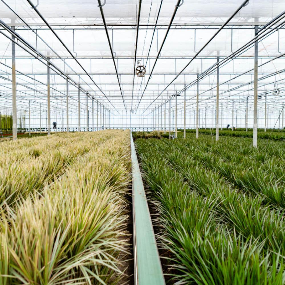 Combi deal: Dracaena (120cm) + Dracaena (70cm)