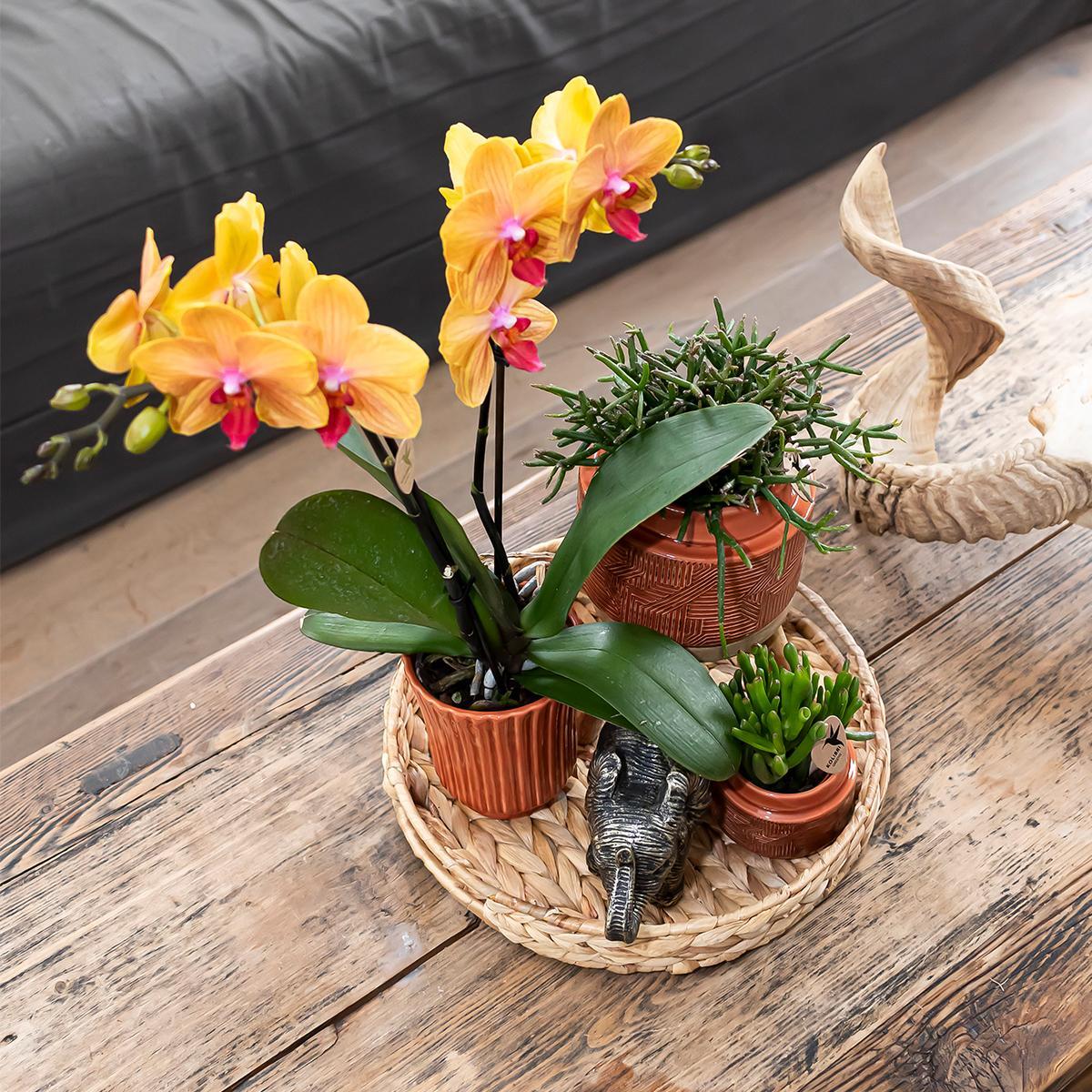 Hummingbird Home | Coupe décorative - Plateau rond en jacinthe Ø30cm