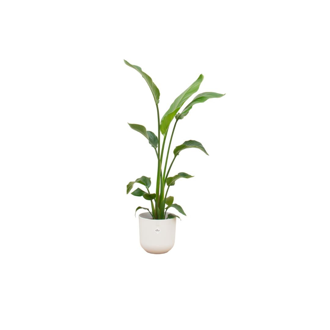 Strelitzia Nicolai + elho Jazz Round