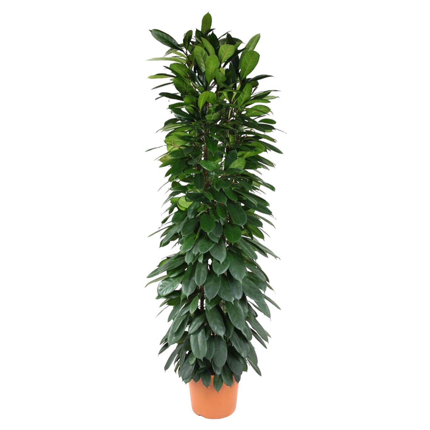 Ficus Cyatistipula (zuil)