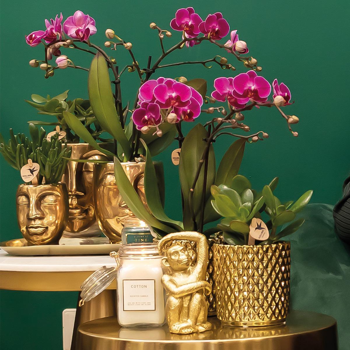 Paarse Phalaenopsis orchidee - Morelia + Diamond sierpot goud - potmaat Ø9cm - 35cm hoog