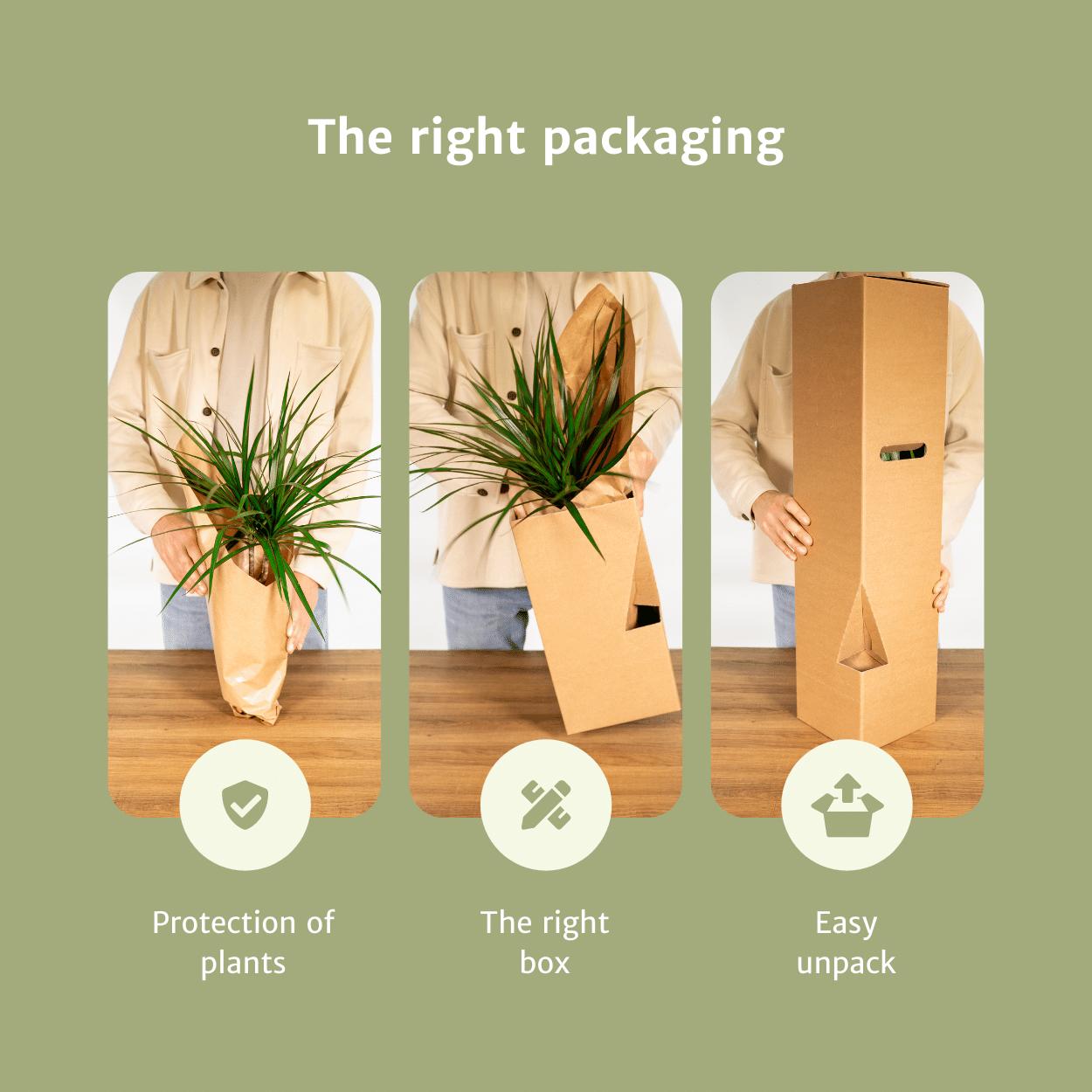 2x Sansevieria Laurentii (Vrouwentong)