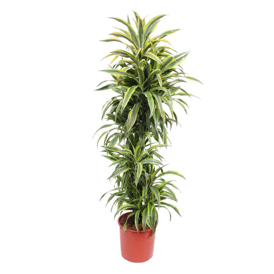 Dracaena Lemon Lime