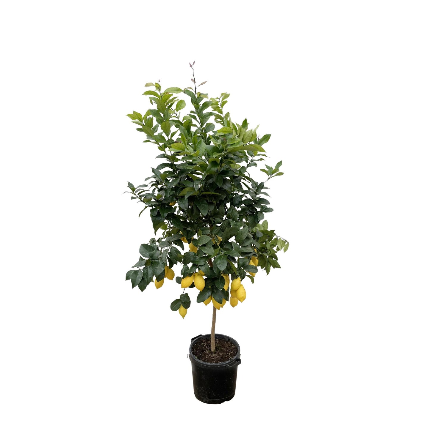 Citrus Lemon (Citroenboom)