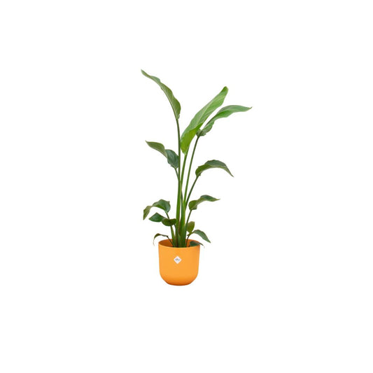 Strelitzia Nicolai + elho Jazz Round