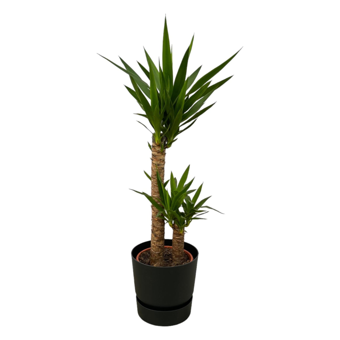 Yucca + elho Greenville Round