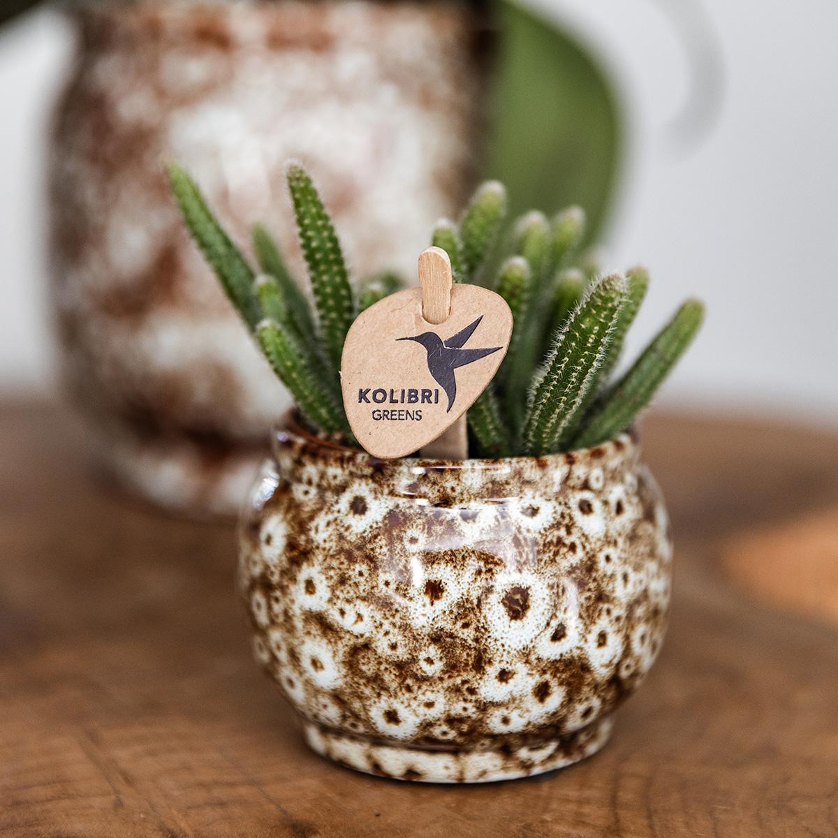 Hummingbird Home | Offre combinée - Pots Safari