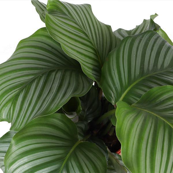 Calathea Orbifolia + BOULE pot