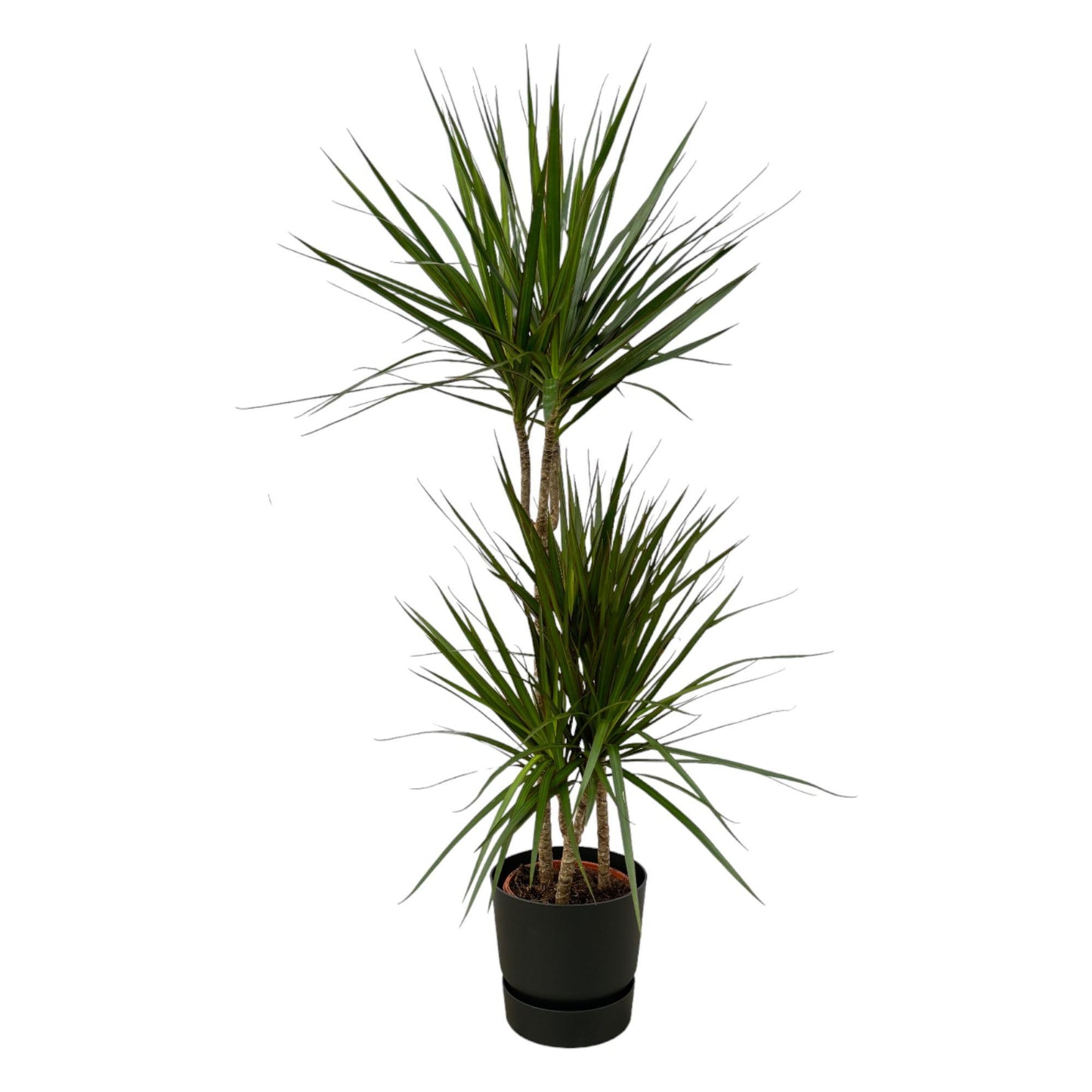 Dracaena Marginata + elho Greenville Round