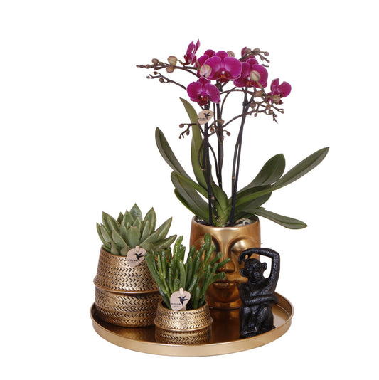Gift set Hotel Chic| Plantenset met paarse Phalaenopsis Orchidee en Succulenten incl. keramieken sierpotten