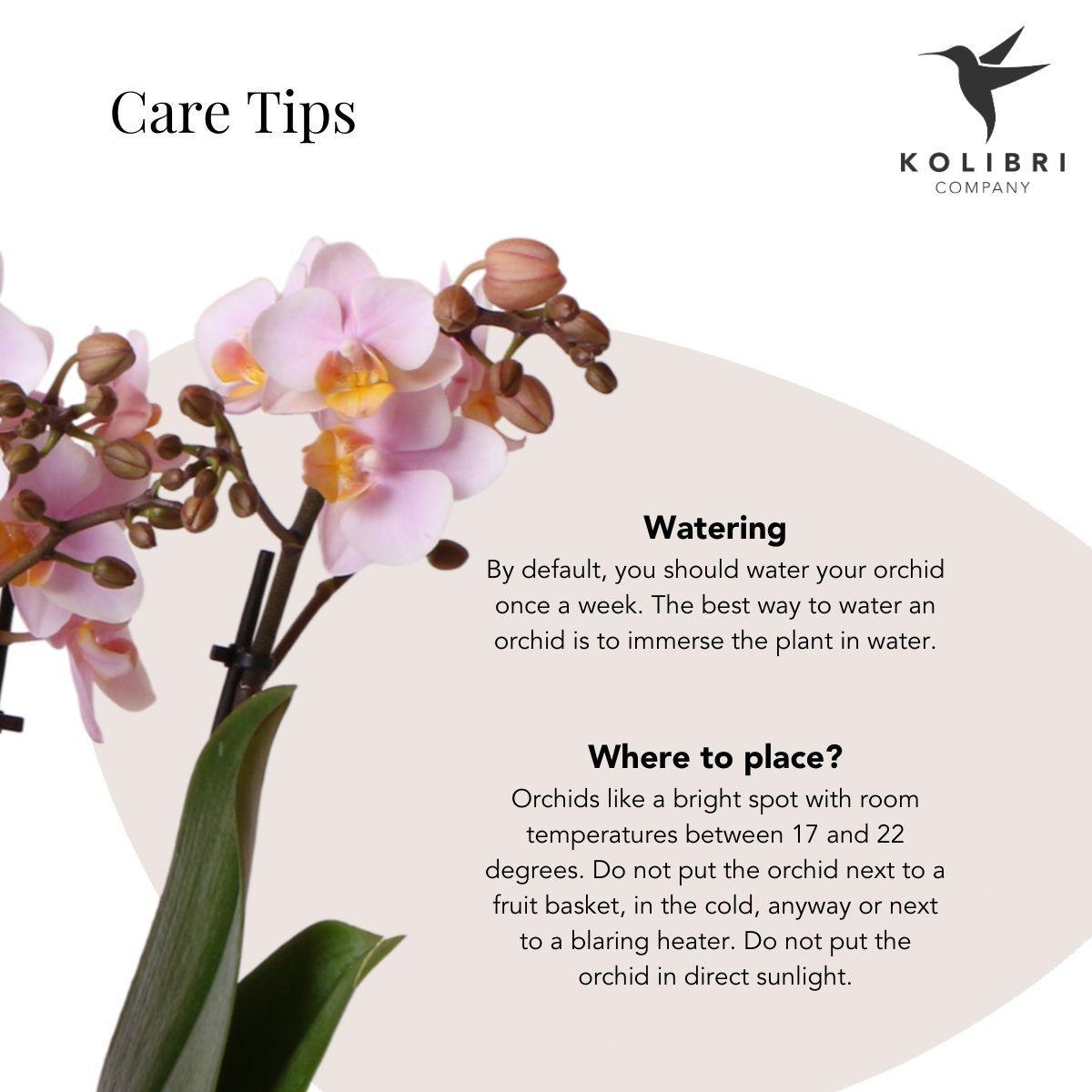 Orchidées Kolibri | Orchidée phalaenopsis rose - Andorre + Pot rose pastel - Ø 9 cm | Plante d'intérieur fleurie - fraîchement sortie du producteur