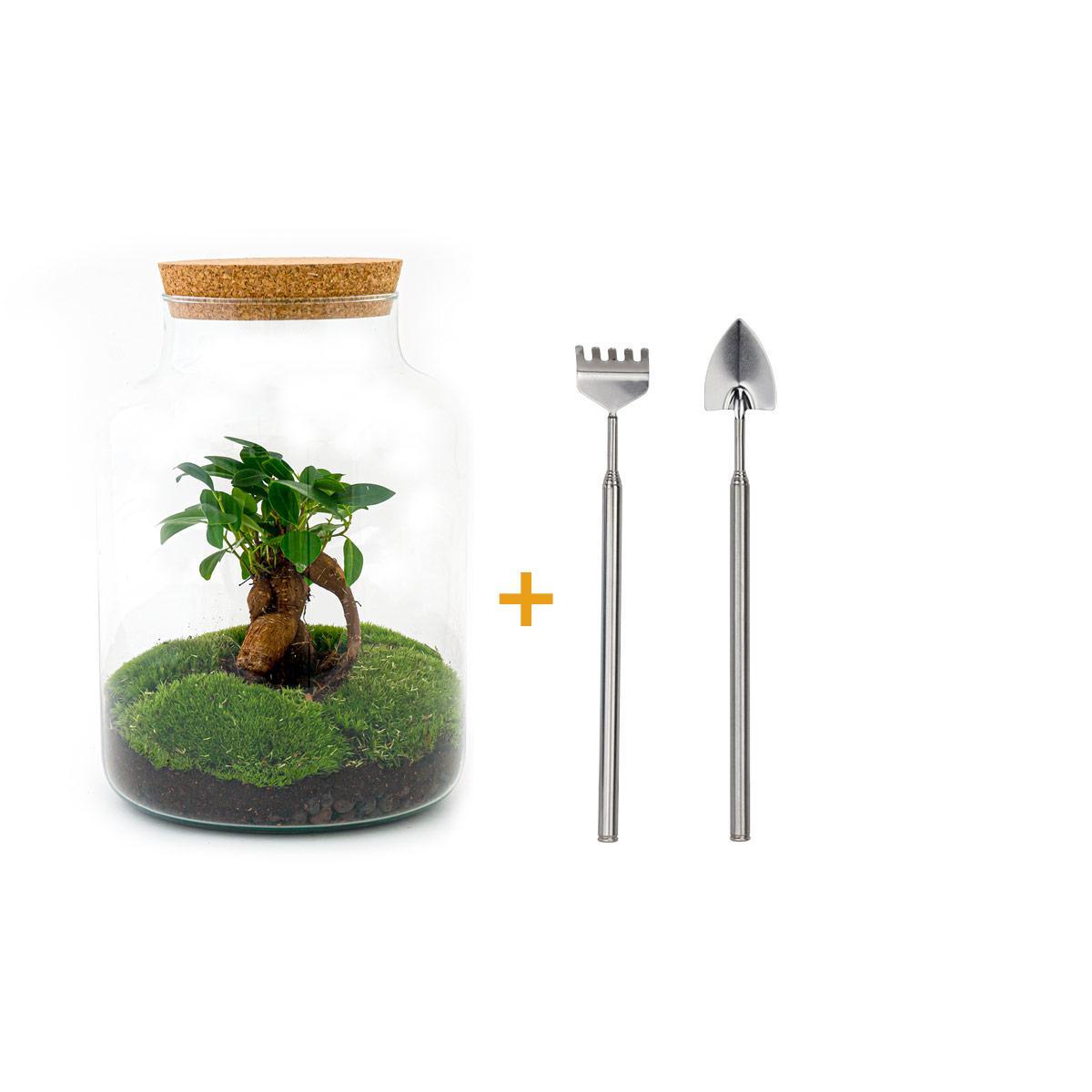 DIY terrarium - Milky met bonsai - ↕ 30 cm